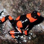 Rot Schwarzer Pfeilgiftfrosch