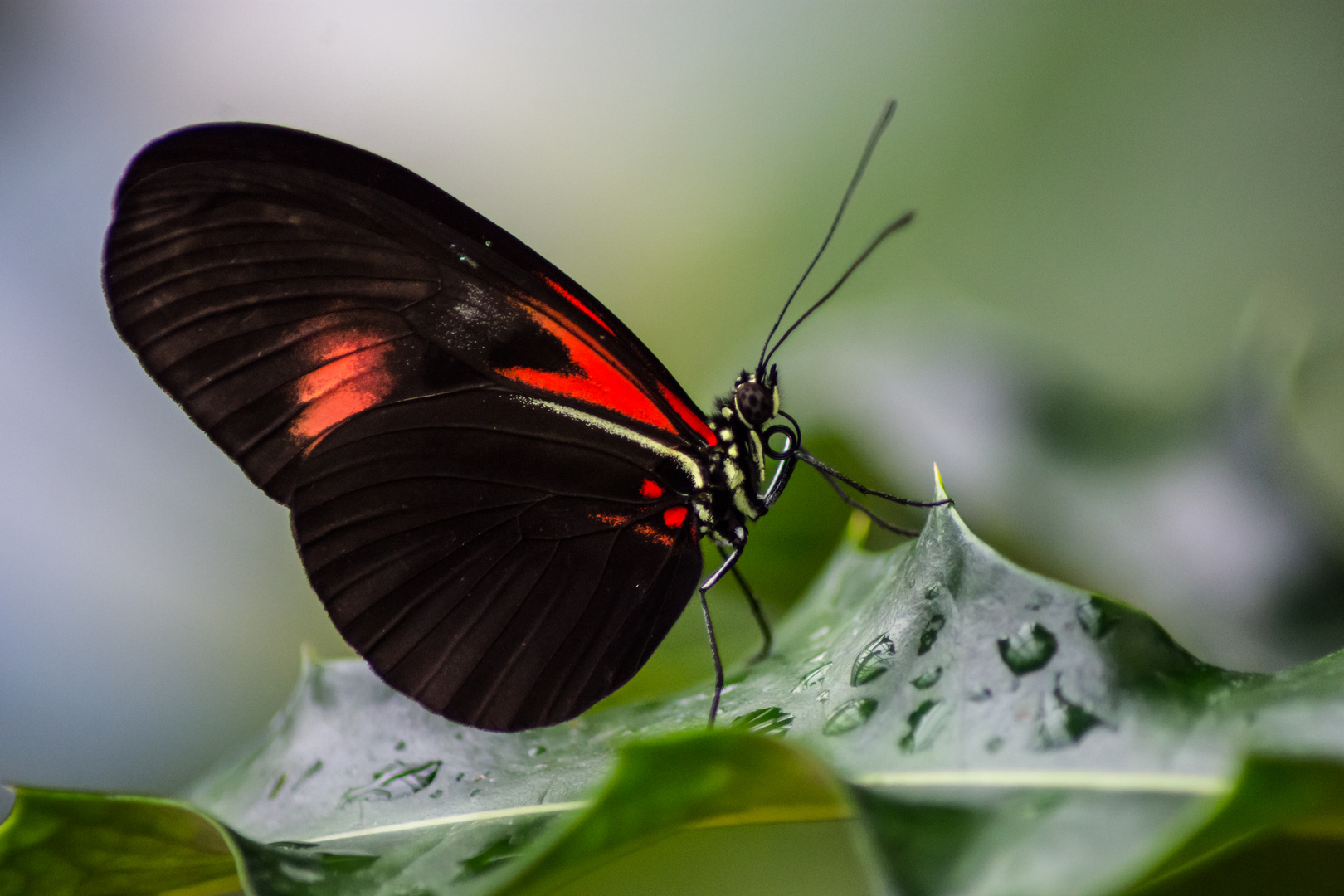 Rot Schwarzer Schmetterling Foto Bild Makro Natur Schmetterling Bilder Auf Fotocommunity