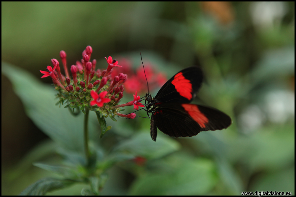 Rot Schwarzer Schmetterling Auf Blute Foto Bild Tiere Wildlife Schmetterlinge Bilder Auf Fotocommunity