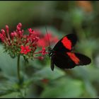 rot-schwarzer Schmetterling auf Blüte