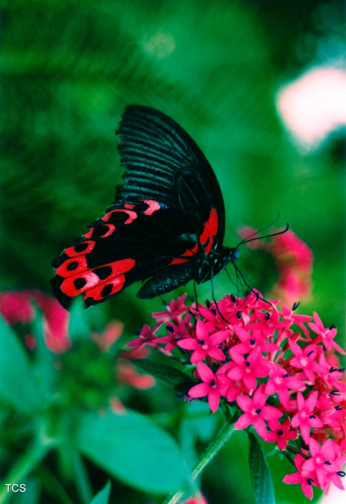 rot schwarzer Schmetterling