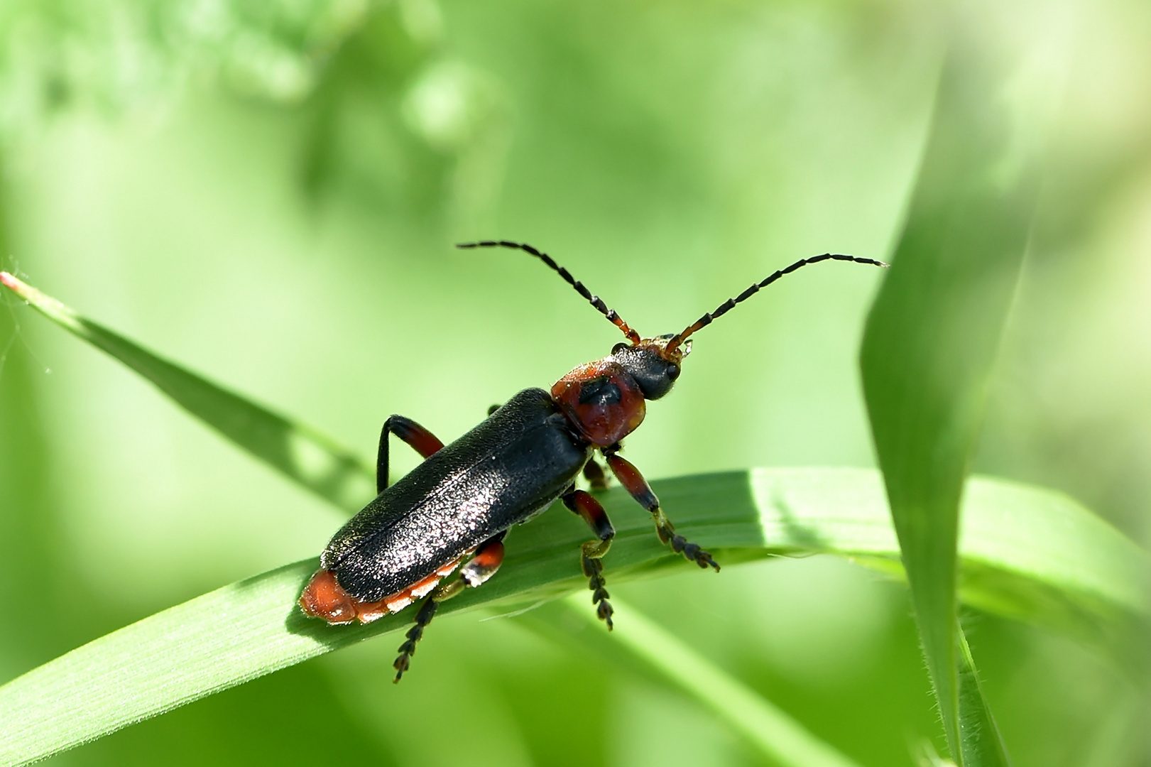 rot-schwarzer Weichkäfer (Cantharis rustica)