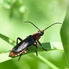 rot-schwarzer Weichkäfer (Cantharis rustica)