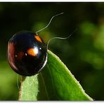 rot - schwarzes Maikäfer - Baby  :)