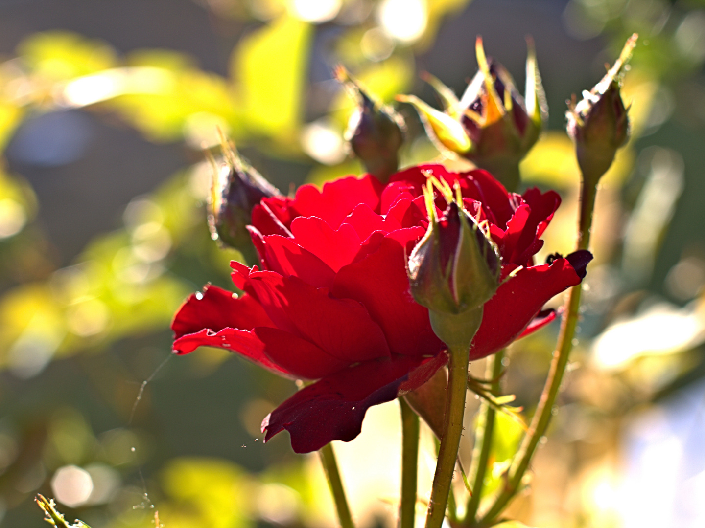 rot sind die Rosen