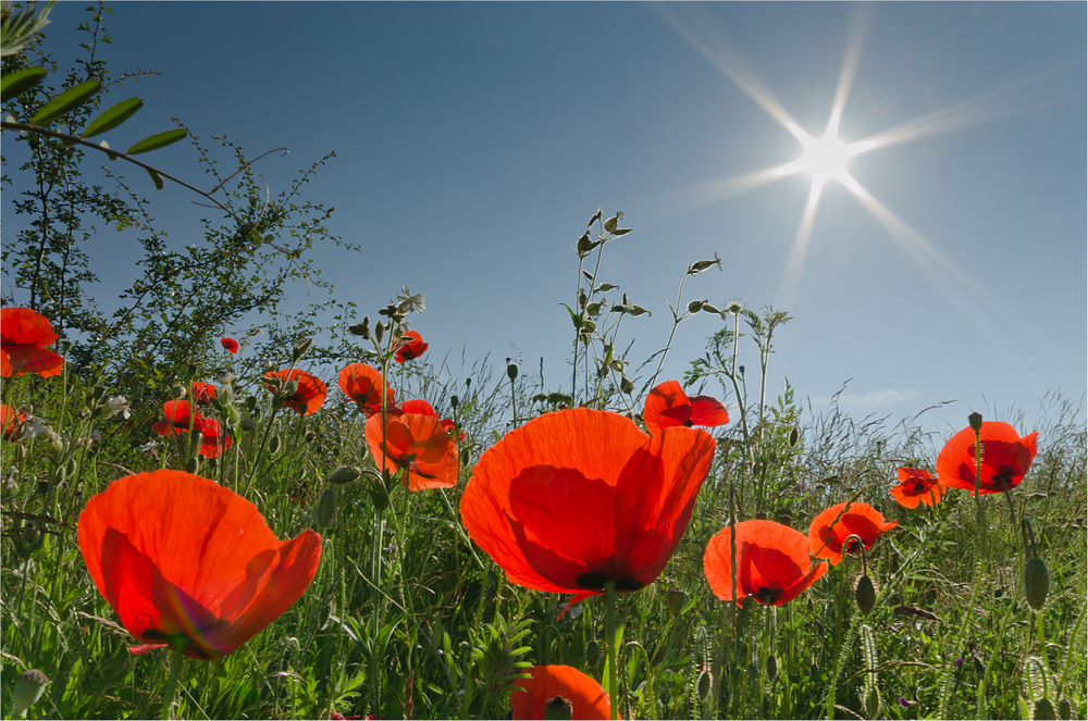 Rot sind nicht nur die Rosen