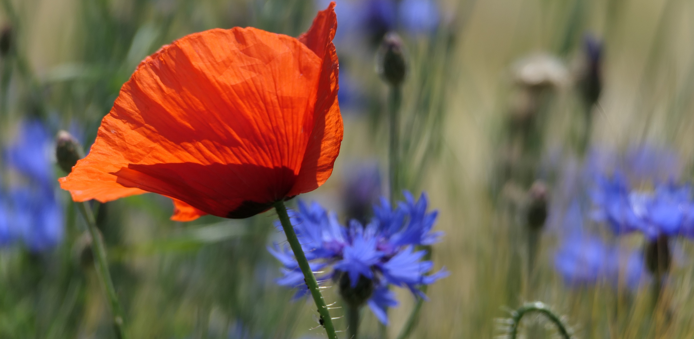 Rot sticht Blau