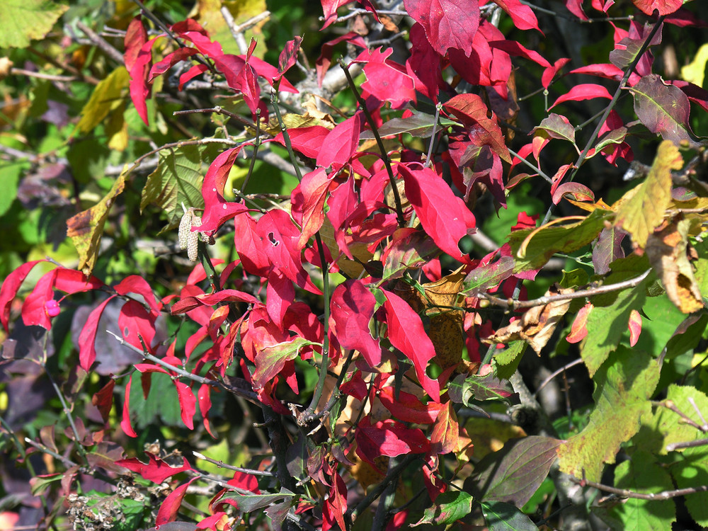 Rot strahlt der Herbst