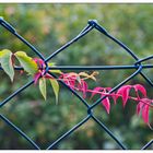 Rot trifft Grün am Gartenzaun