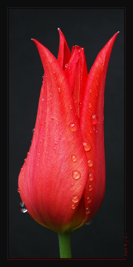 rot [tulpe im regen]