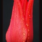 rot [tulpe im regen]