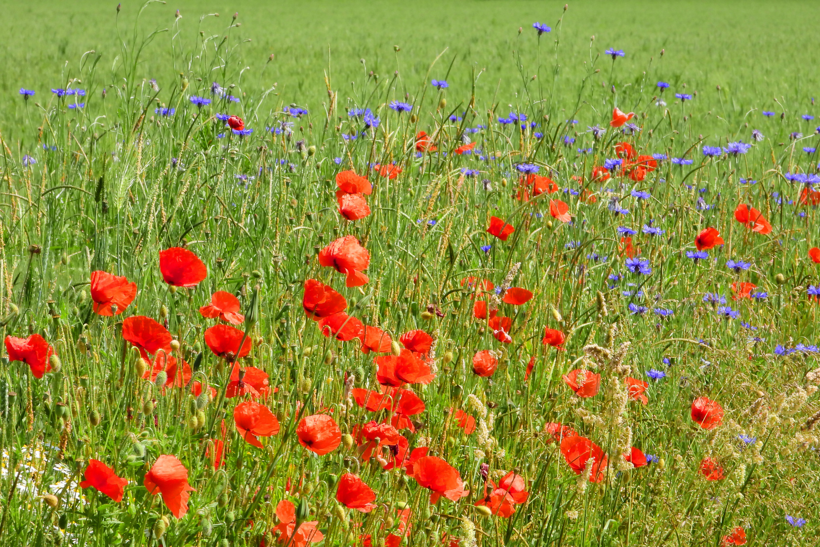 Rot u. Blau wie Klatschmohn und Kornblumen.