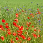 Rot u. Blau wie Klatschmohn und Kornblumen.