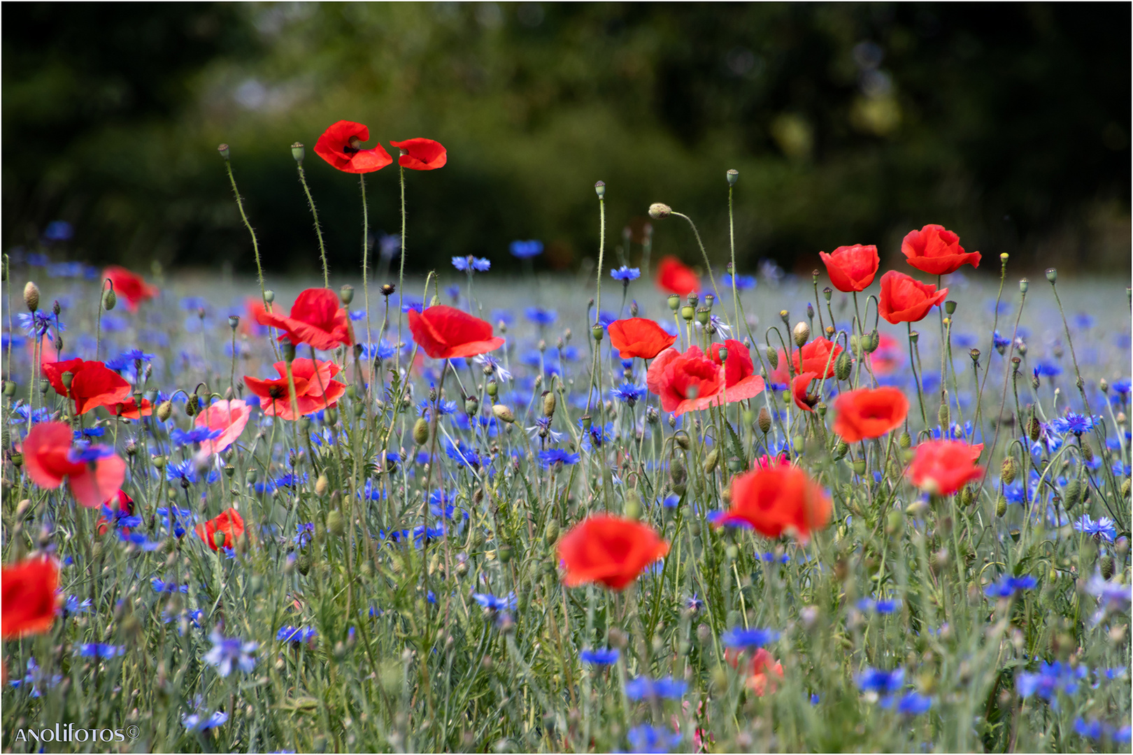 Rot und Blau