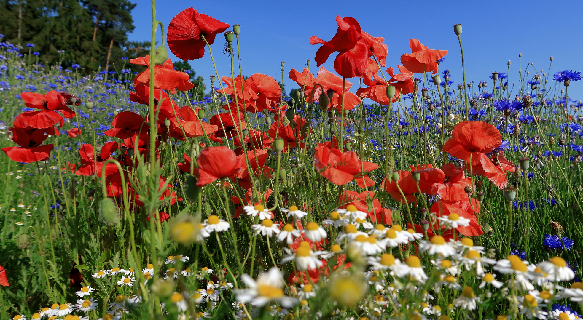 rot und blau....