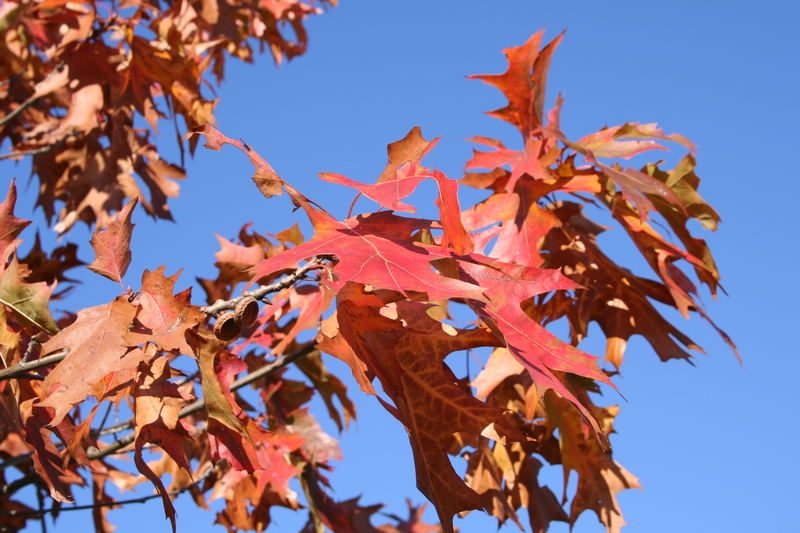 Rot und Blau