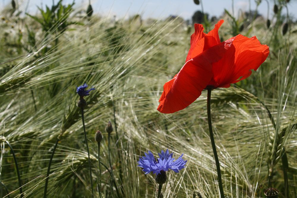 Rot und Blau