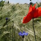 Rot und Blau