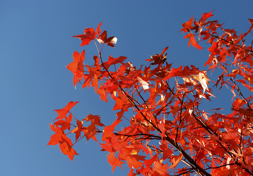 Rot und Blau