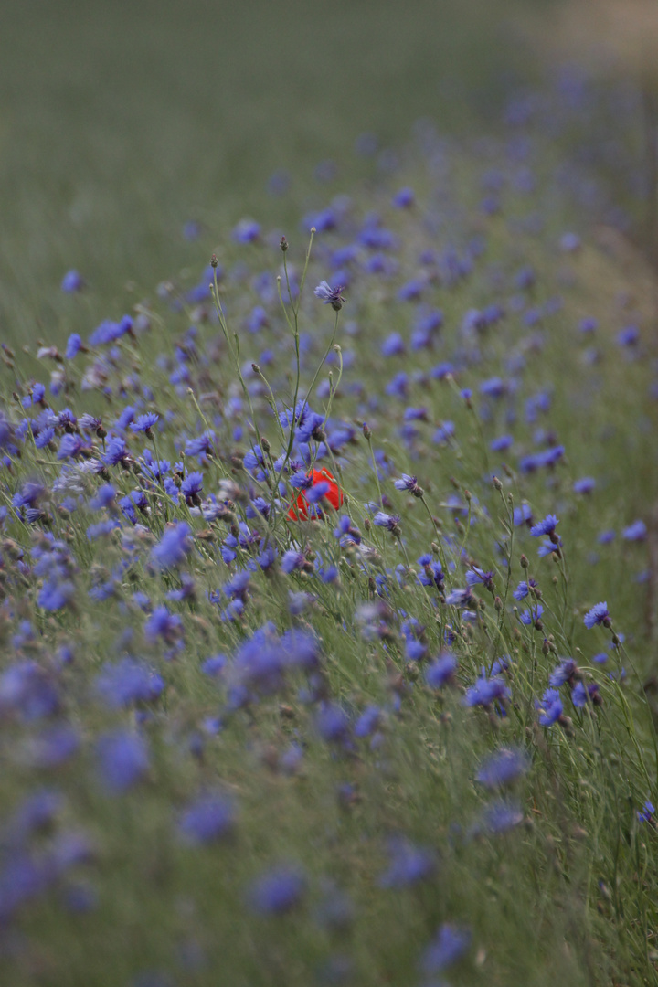 Rot und Blau