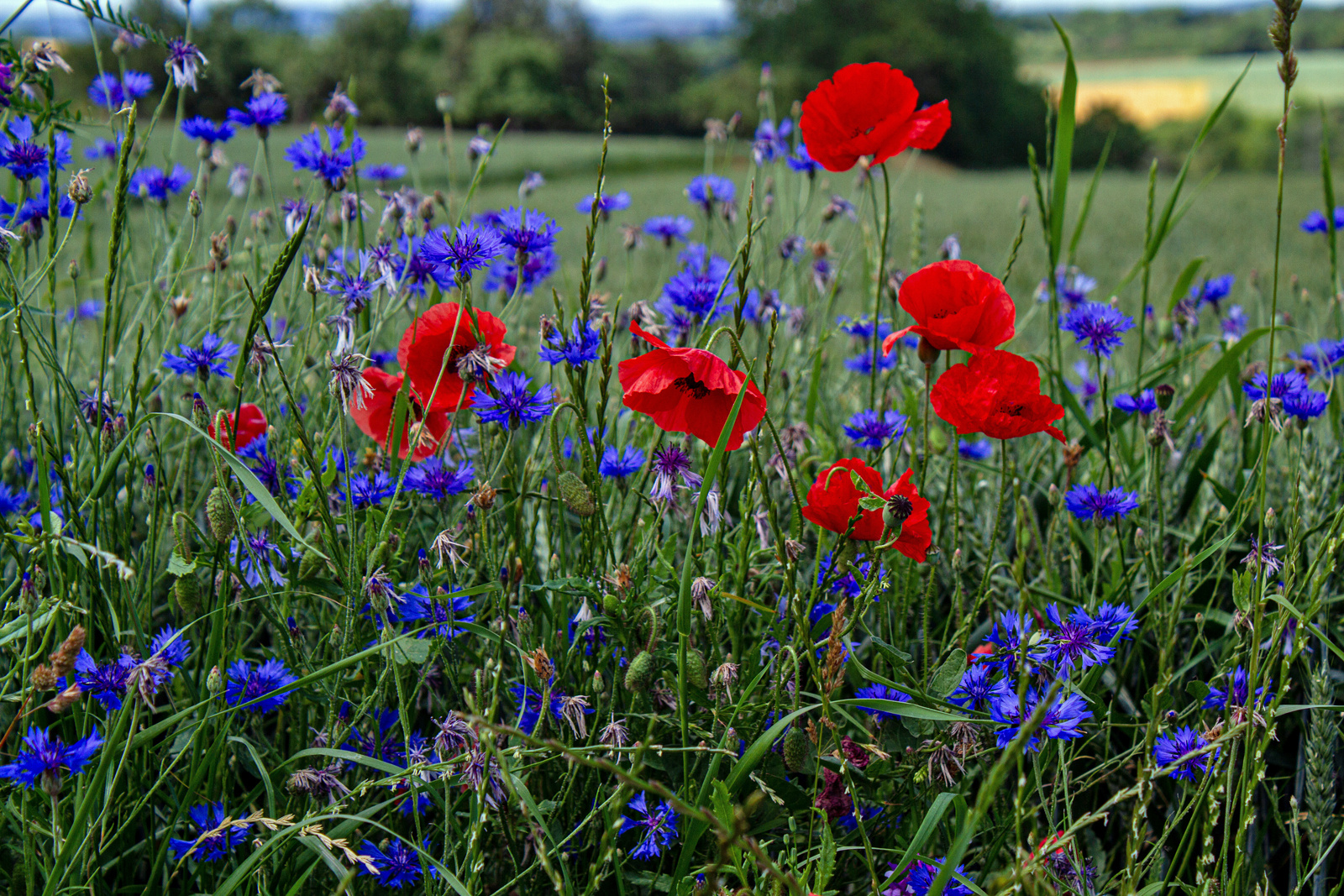 Rot und blau