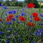 Rot und blau