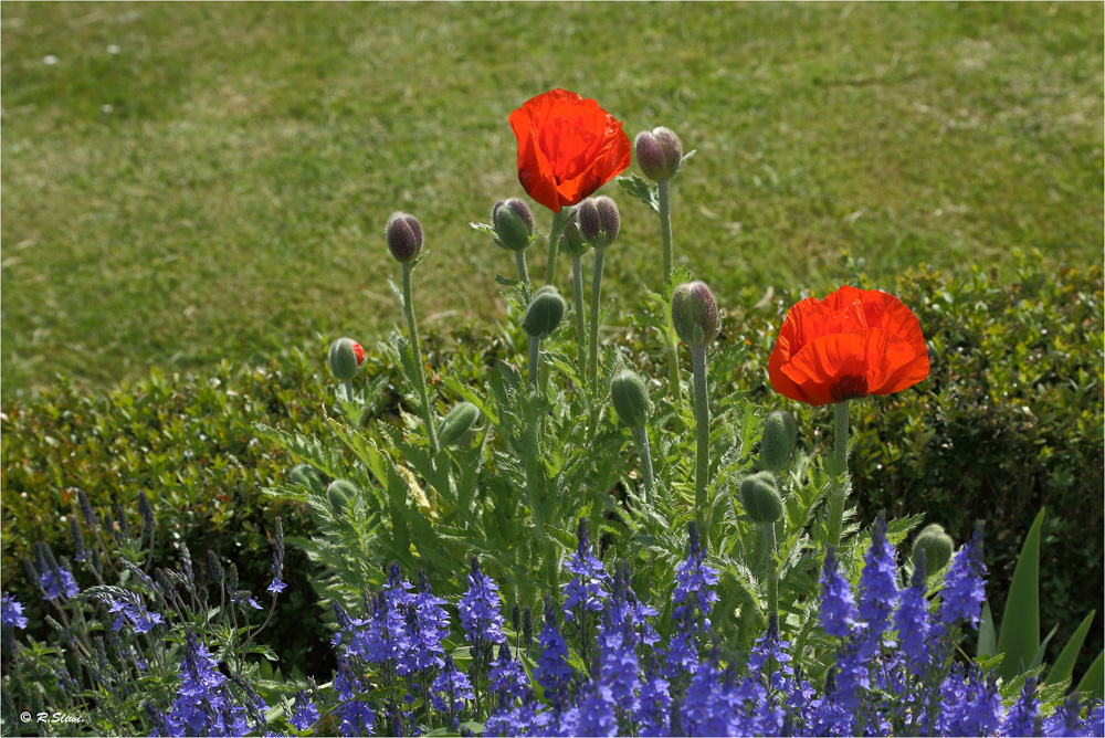 Rot und Blau