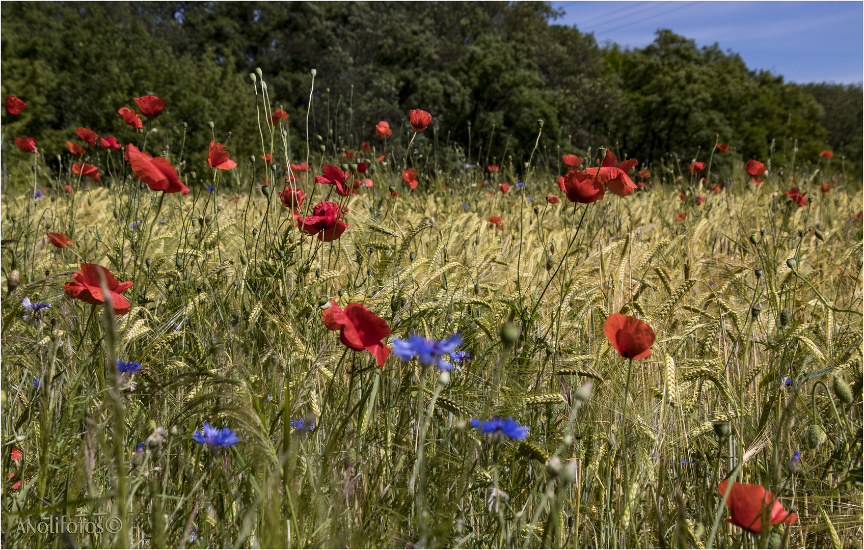 Rot und Blau