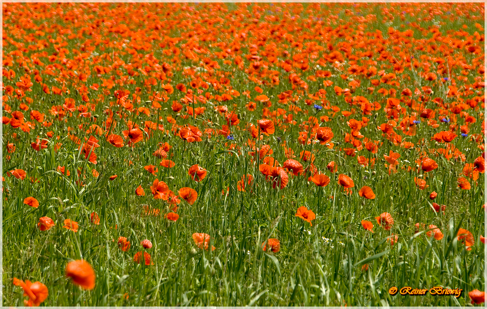 Rot und Blau