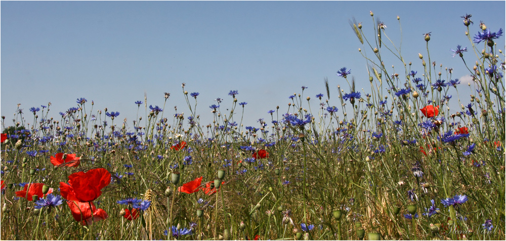 Rot und Blau und Grün