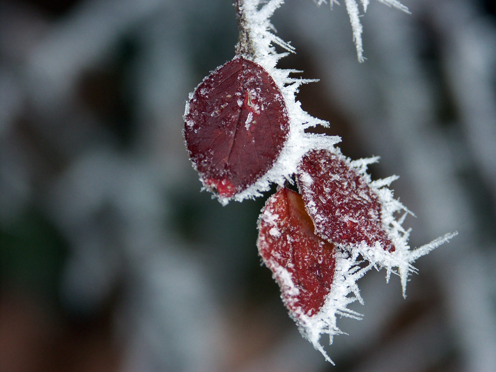 rot und Eis dabei