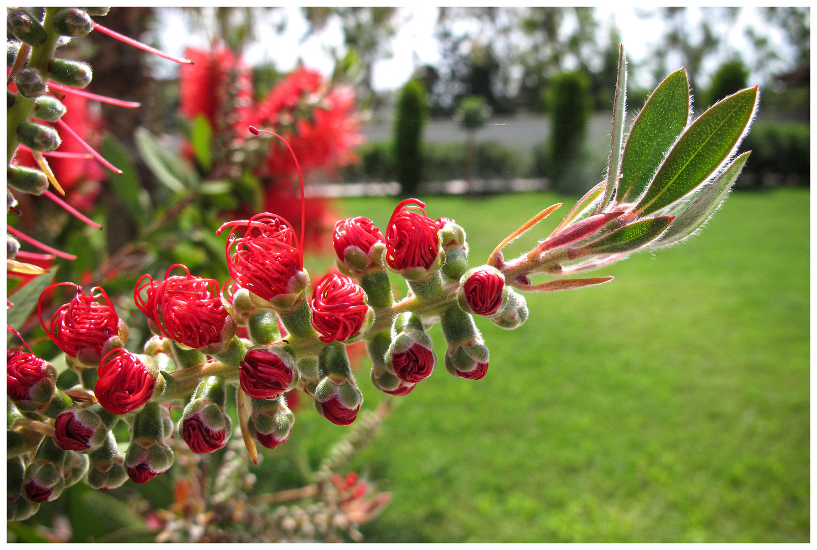 Rot und exotisch