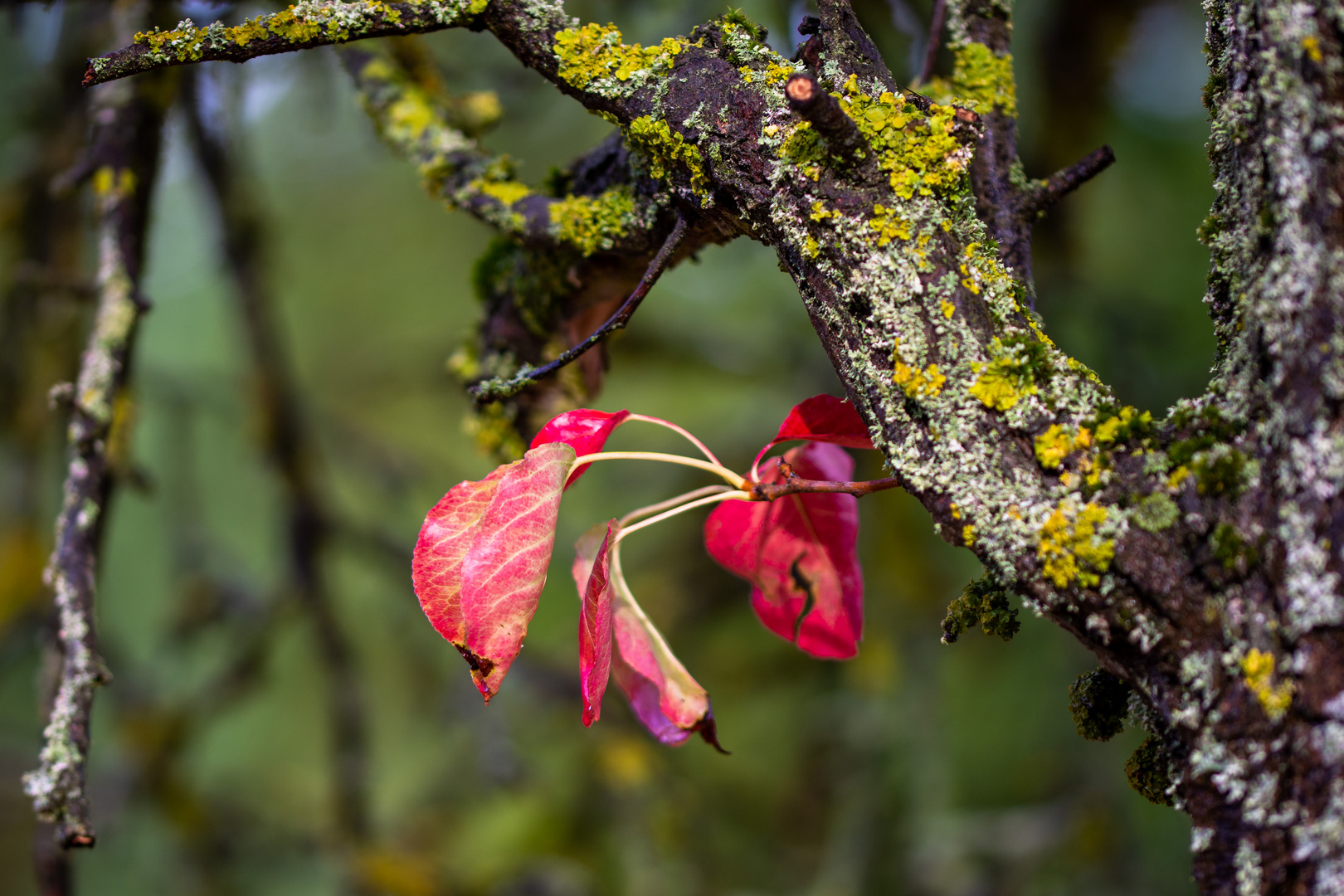 Rot und Flechten