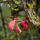 Rot und Flechten