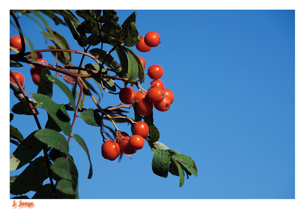 Rot und freundlich!