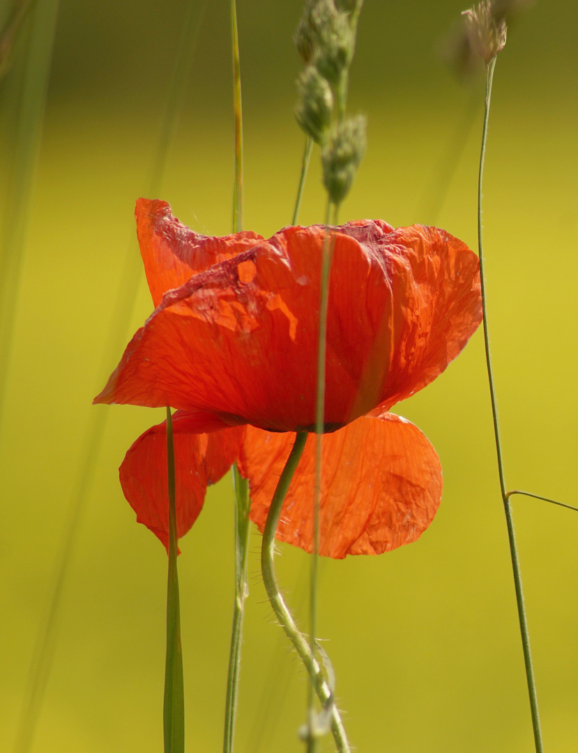 Rot und Gelb