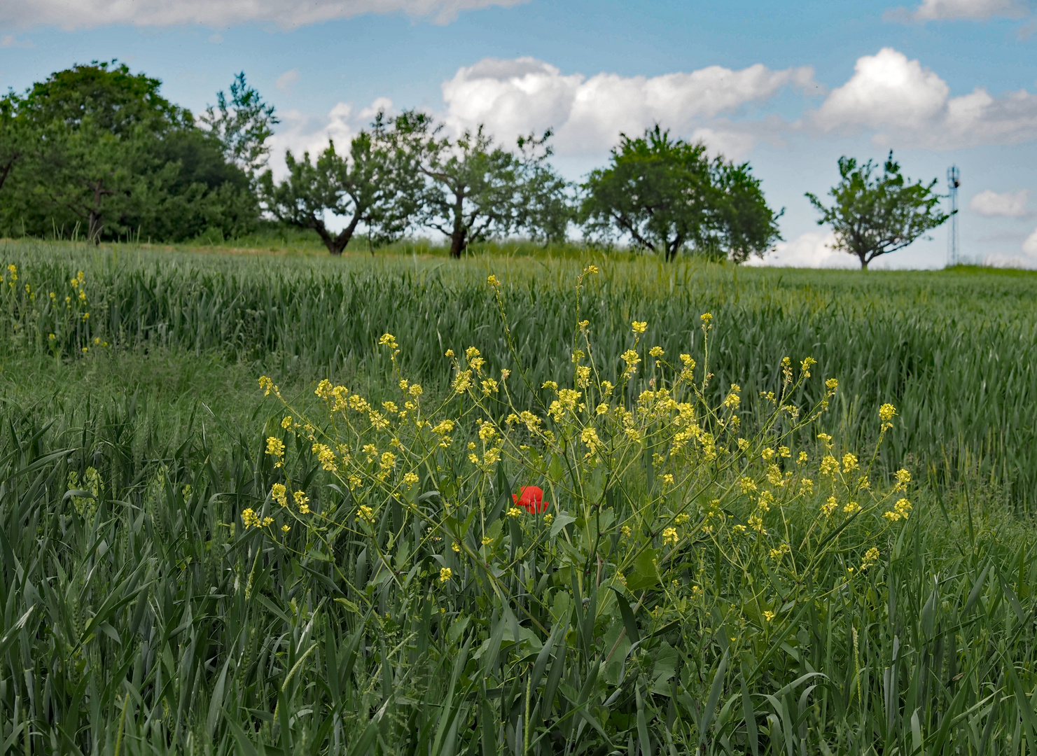 Rot und Gelb