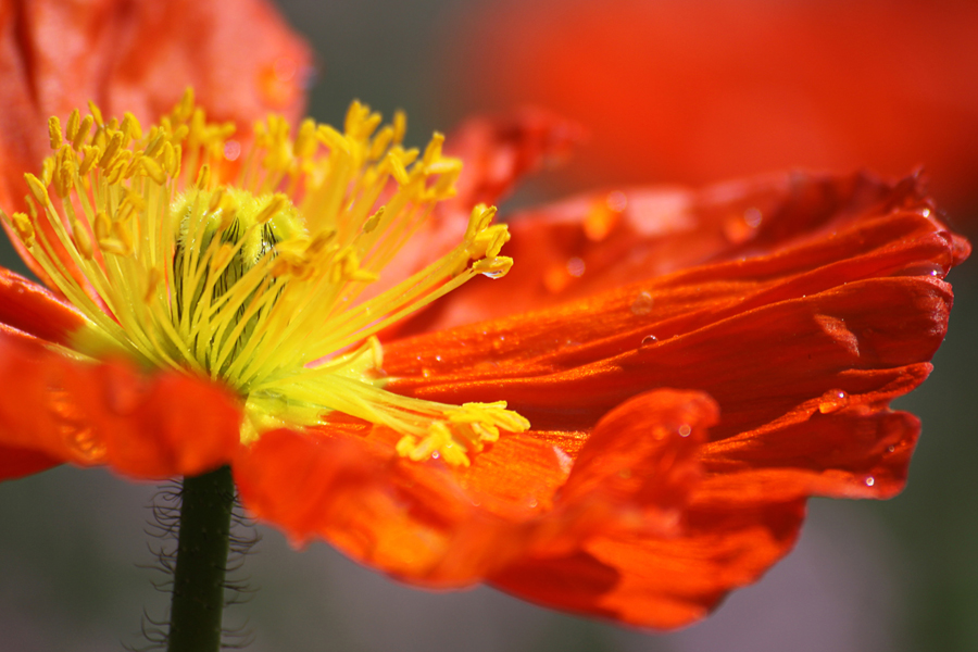 Rot und Gelb und Tropfen ...