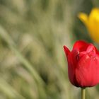 Rot und Gelbe Tulpe