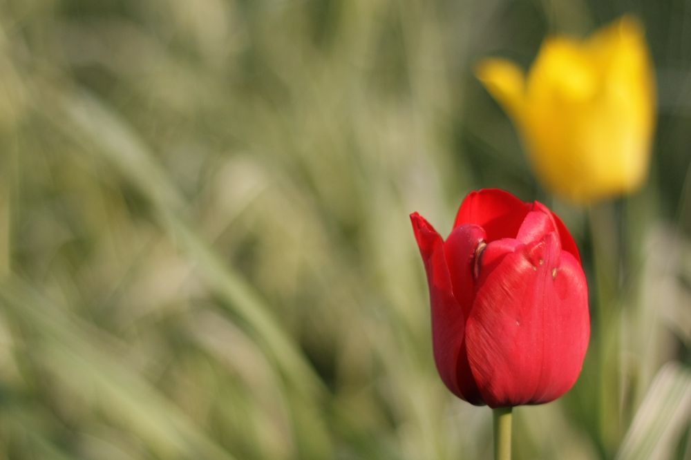 Rot und Gelbe Tulpe von Dominik Roeder