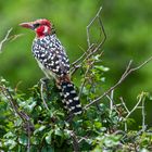 Rot-und-gelber Barbet