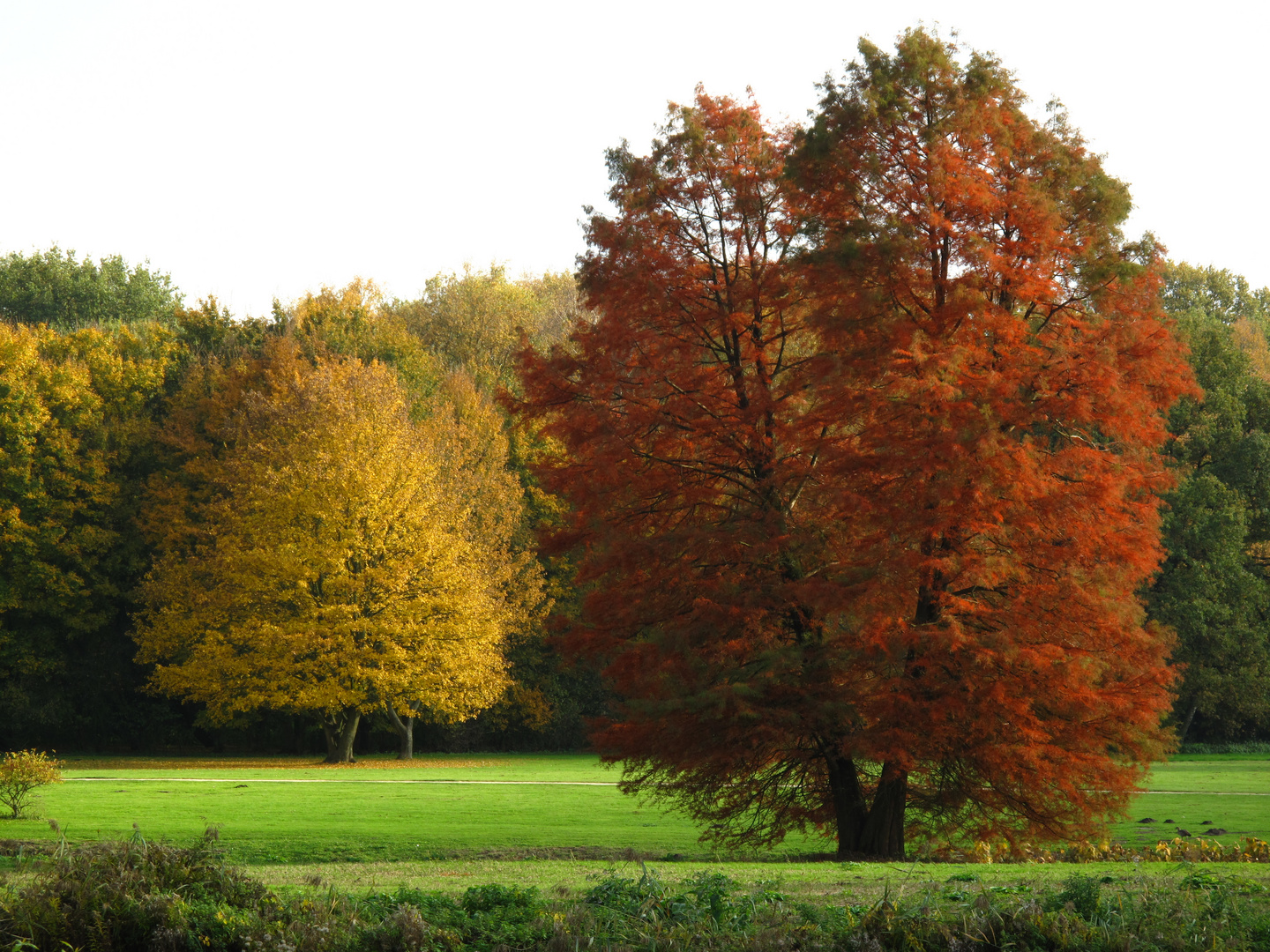 Rot und Gold