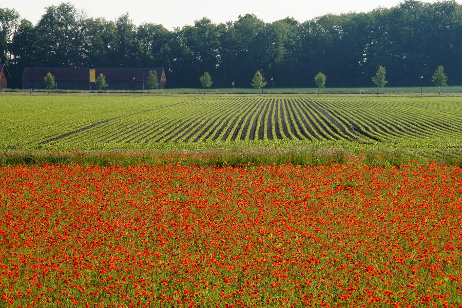 rot und grün