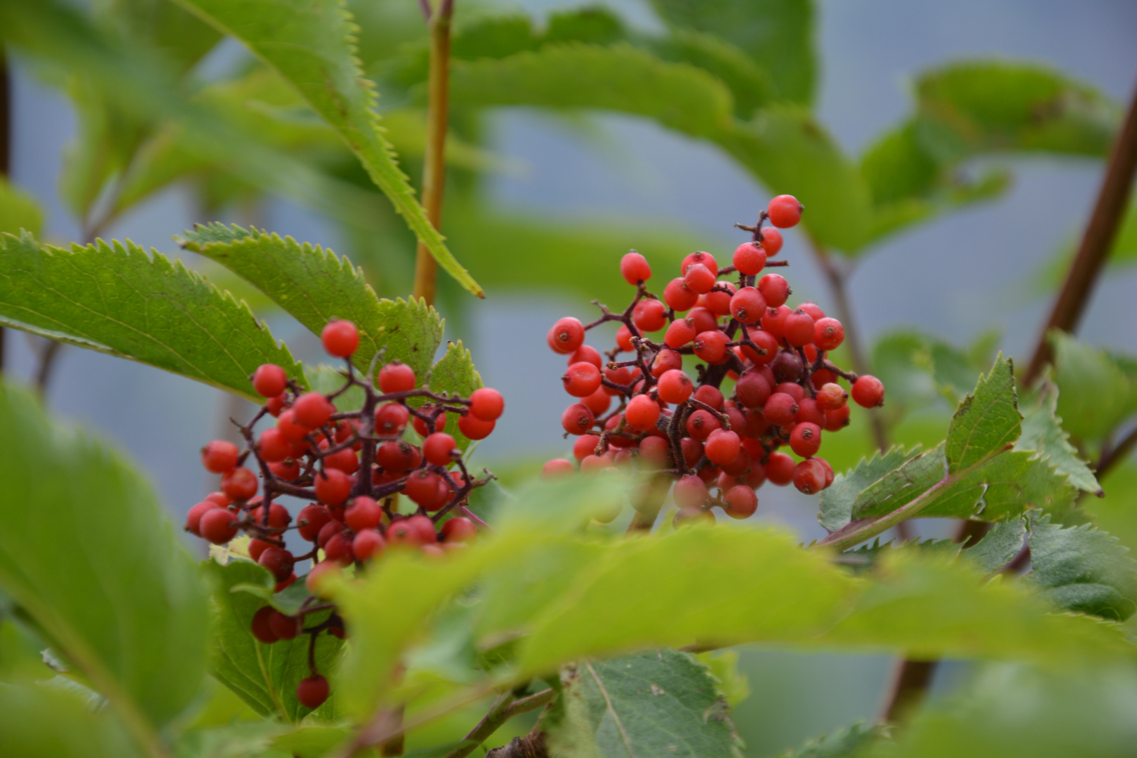 Rot und grün