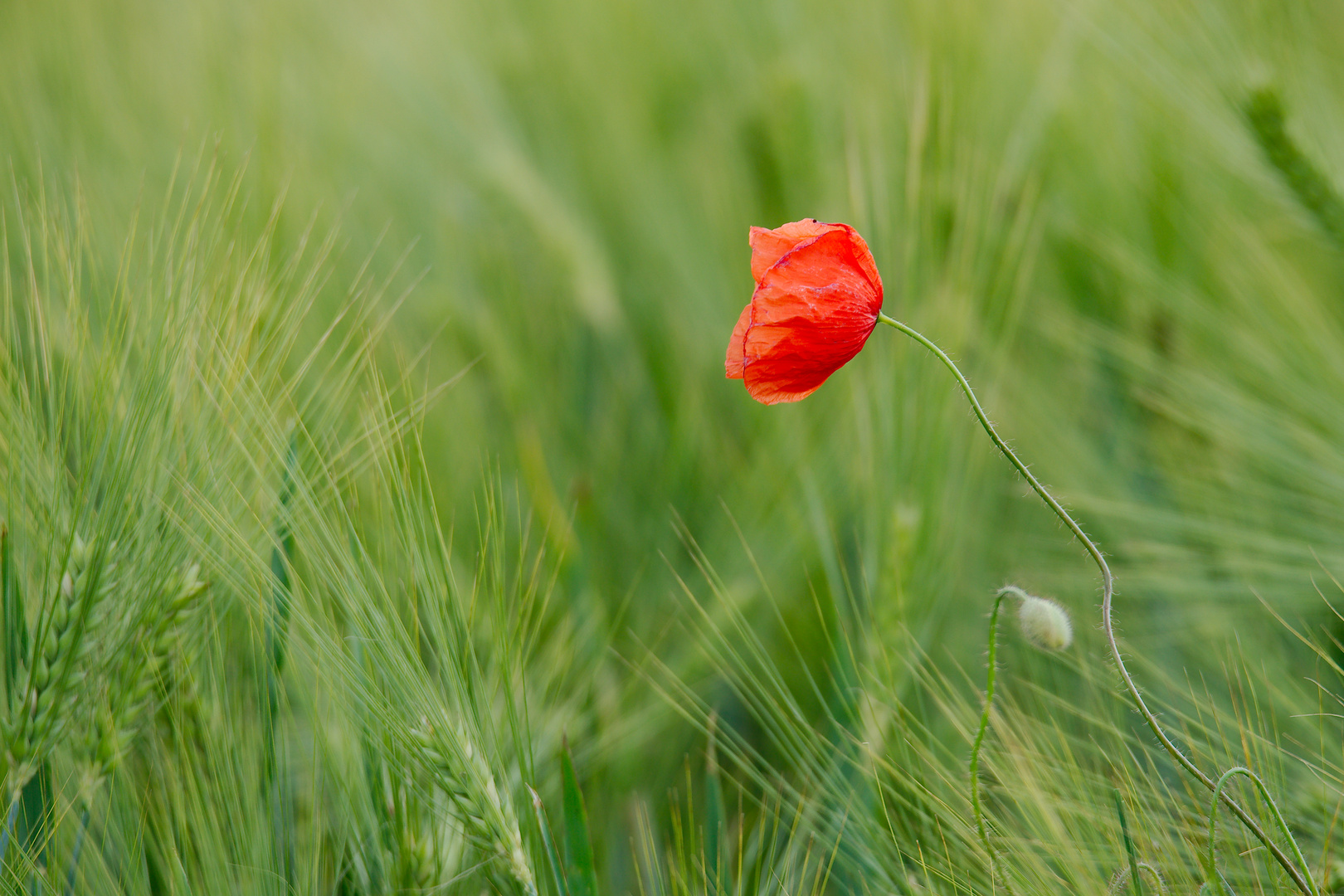 Rot und Grün