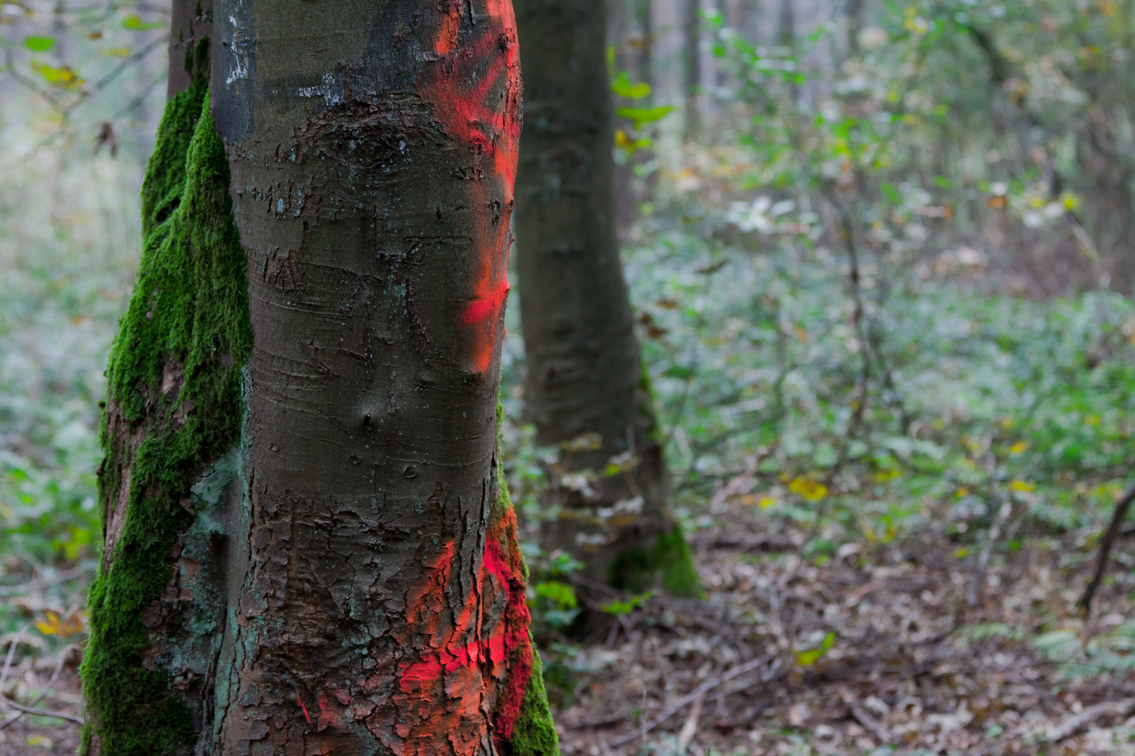 Rot und Grün