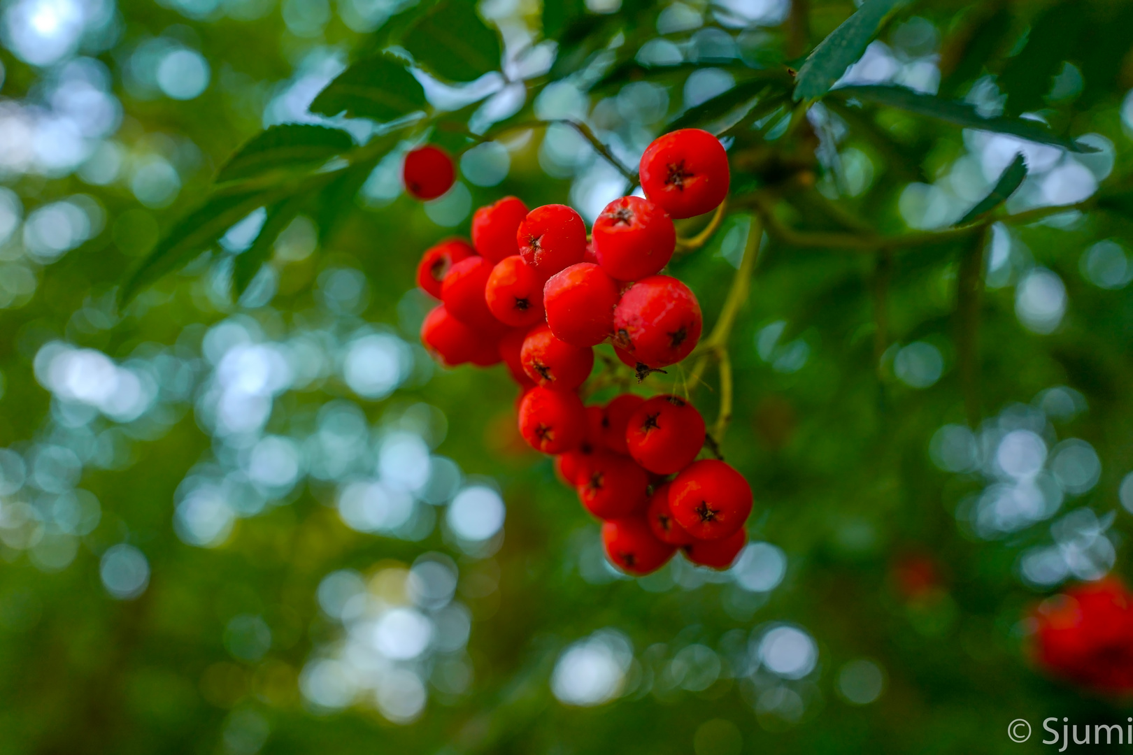 Rot und grün