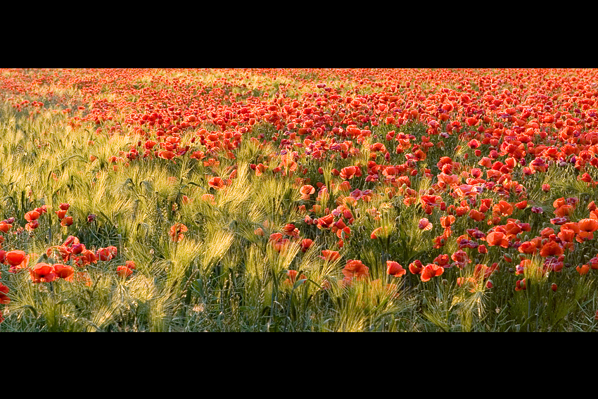 Rot und Grün