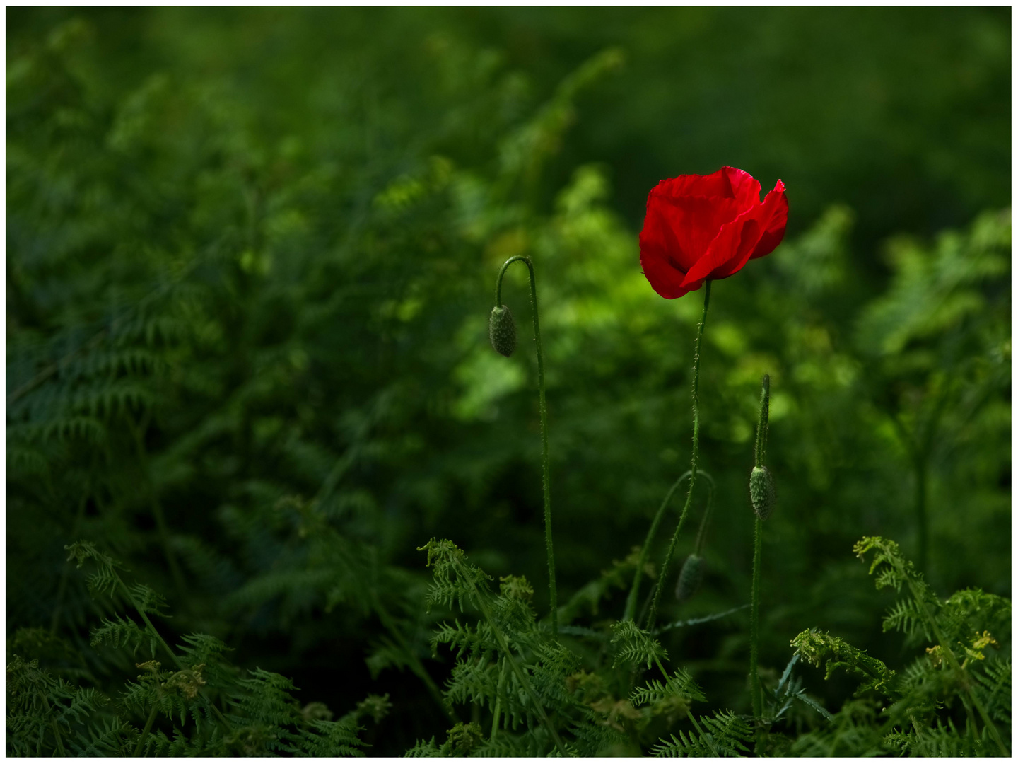 ROT und GRÜN