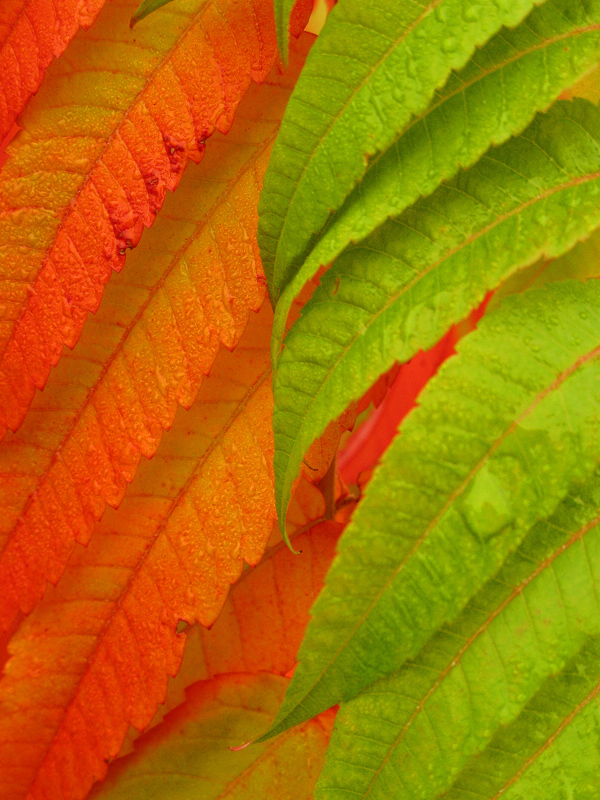 Rot und Grün